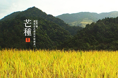 芒种，忙忙栽