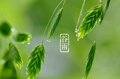 谷雨，播种希望